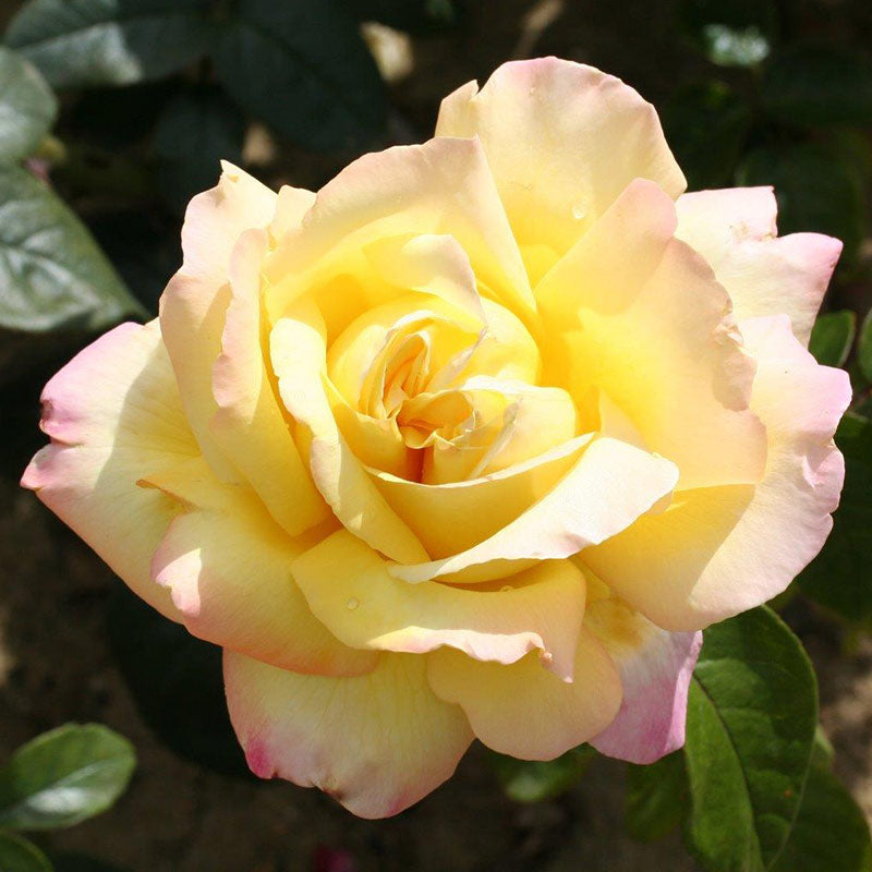 Whartons Roses ‘Peace’ Hybrid Tea Shrub Rose (3-Litre Pot) image 0