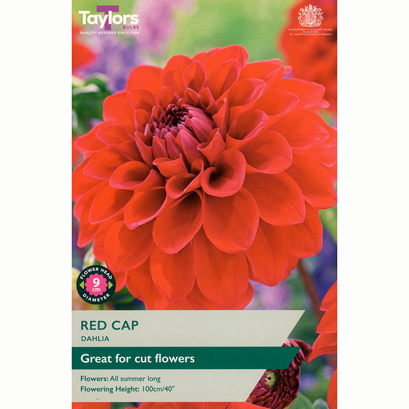 Dahlia ‘Red Cap’ wity Bright Red Flowers (1 Tuber) image 0