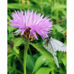 Horse Knots Wild Flower Seeds (1 Packet) image 0