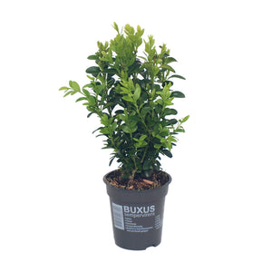 Buxus Sempervirens - 25 - 30cm image