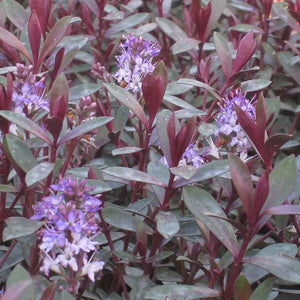 Hebe 'Caledonia' image 1