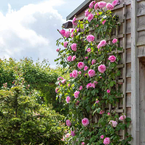 David Austin Gertrude Jekyll® Climbing Rose (6-Litre Pot) image 2