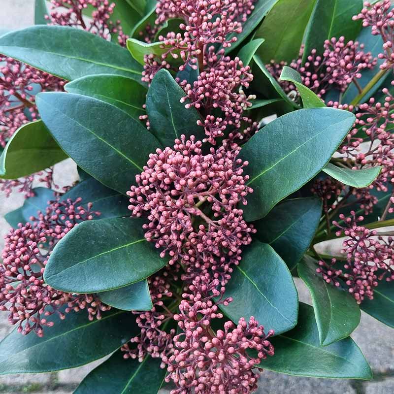 Skimmia japonica ‘Rubella’ (m) (13cm Pot) image 0