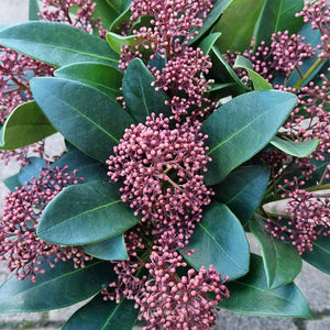 Skimmia japonica ‘Rubella’ (m) (13cm Pot) image 1