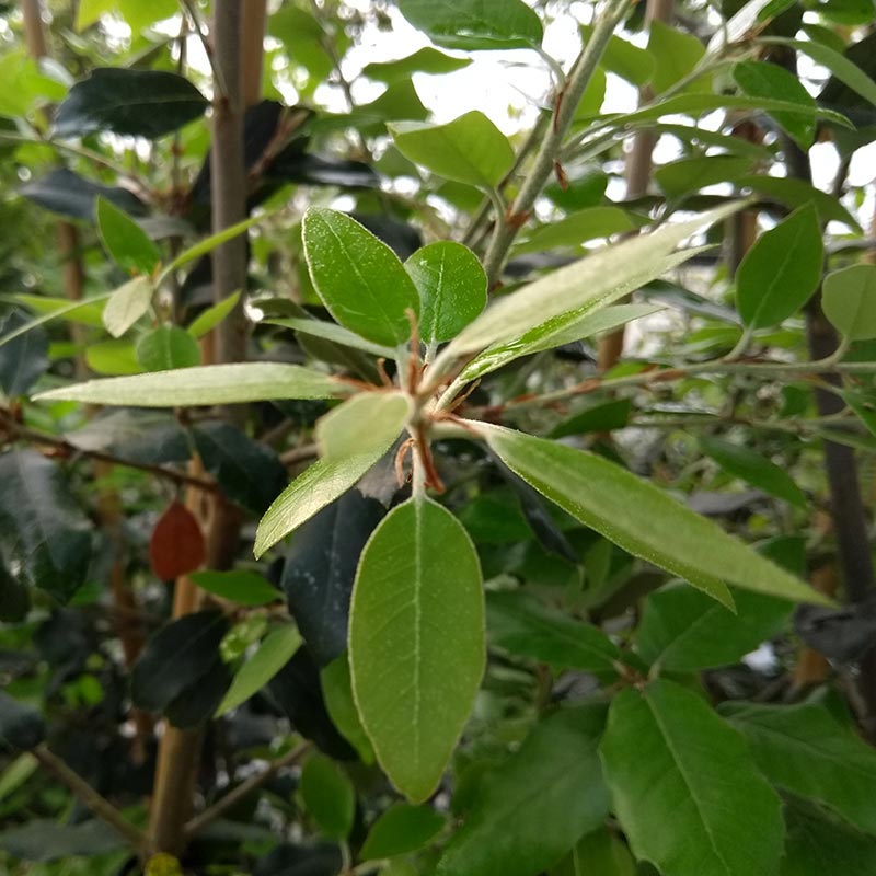 Quercus ilex Tree (Holm Oak) (10-Litre Pot) image 0