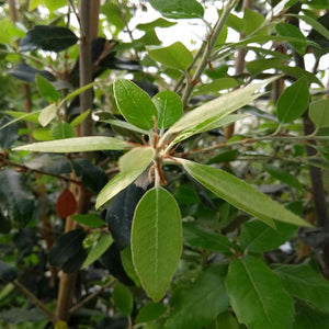 Quercus ilex Tree (Holm Oak) (10-Litre Pot) image 0