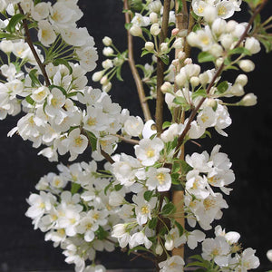 Malus brevipes ‘Wedding Bouquet’ Tree (Crab Apple) (12-Litre Pot) image 1