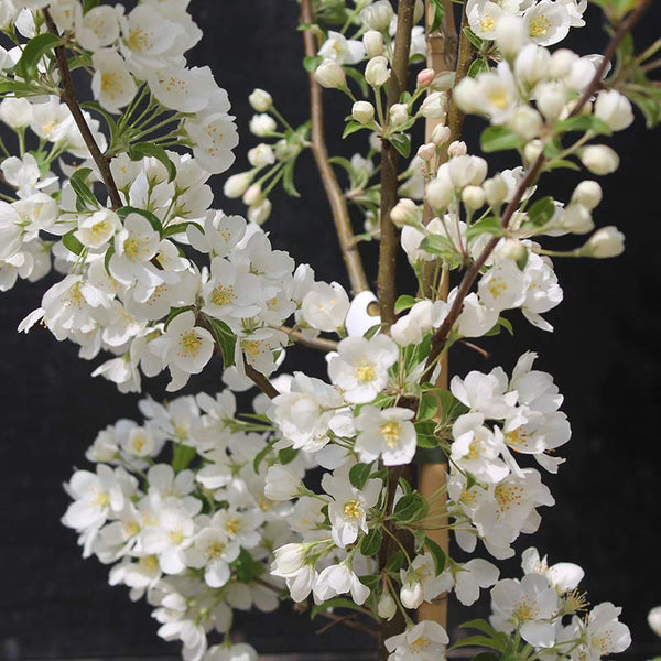 Malus brevipes ‘Wedding Bouquet’ Tree (Crab Apple) (12-Litre Pot) image 1