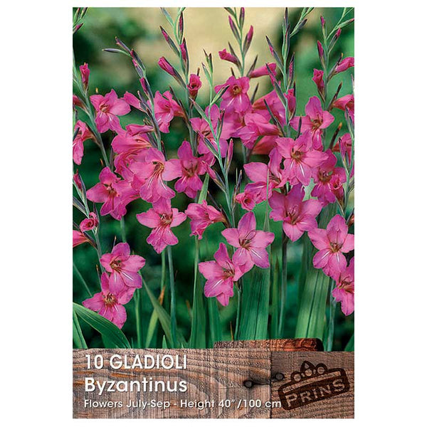 Gladioli 'Byzantinus' (10 Bulbs) image 0