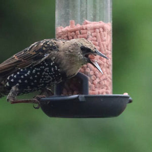 Henry Bell Suet Berry Bites image 1