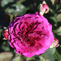 Whartons Roses ‘Timeless Purple Hybrid Tea Shrub Rose (4-Litre Pot) image 0