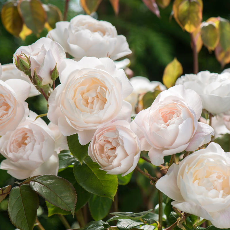 David Austin Desdemona® English Shrub Rose (6-Litre Pot) image 0