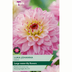 Dahlia ‘Luka Johanna’with Pink Flowers (1 Tuber) image 0