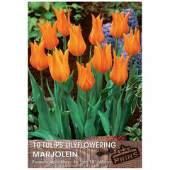 Tulip 'Marjolein' (10 bulbs) image 0