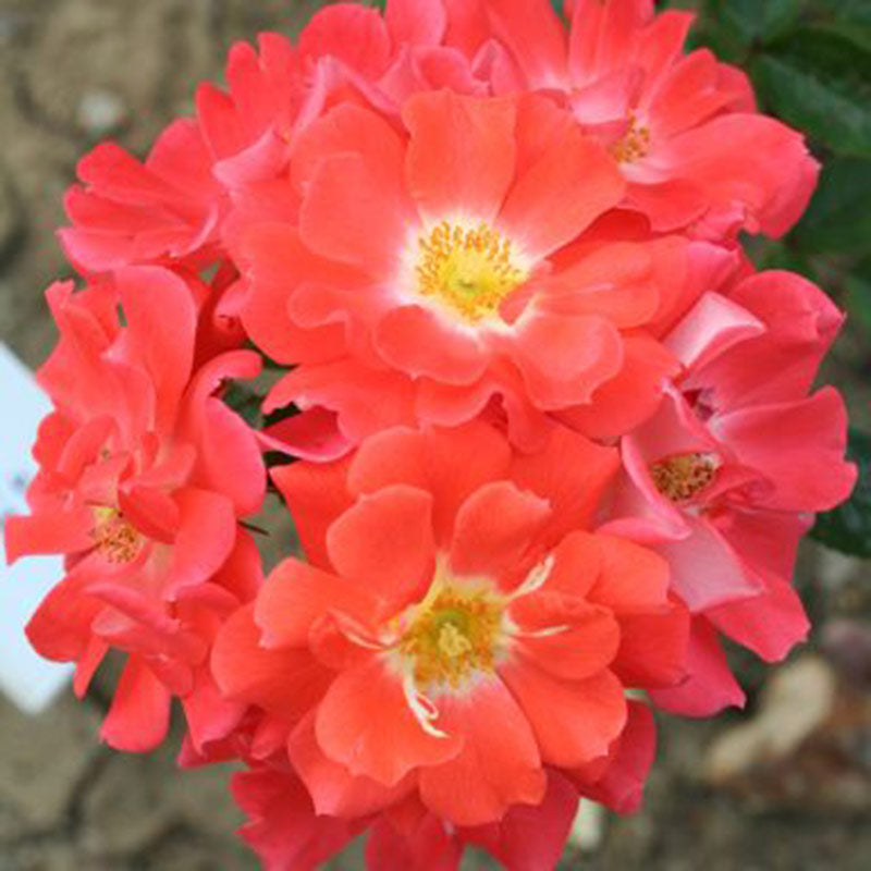 Whartons Roses ‘Sunseeker’ Patio Rose (3-Litre Pot) image 0