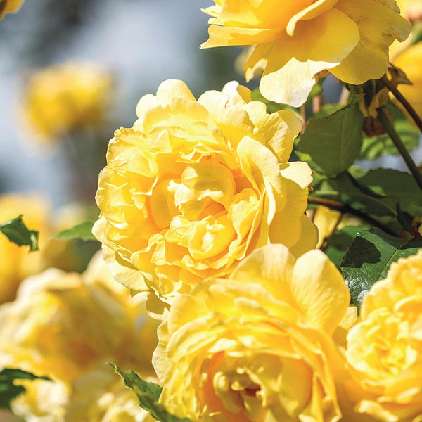 David Austin The Poet's Wife® English Shrub Rose (6-Litre Pot) image 2