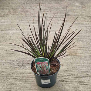 Libertia ixioides ‘Taupo Sunset’ (2-Litre Pot) image 0