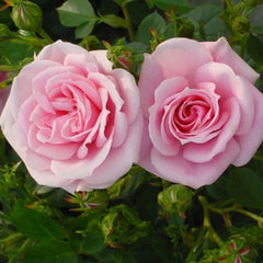 Whartons Roses ‘Diamond Wishes’ Patio Rose (3-Litre Pot) image 0