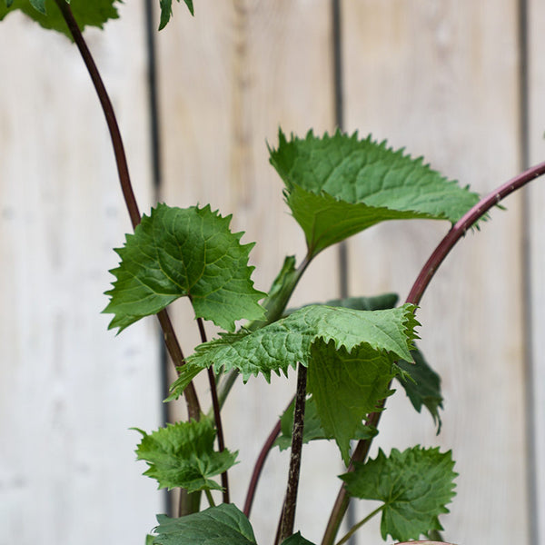 Ligularia 'The Rocket' (3-Litre Pot) image 1