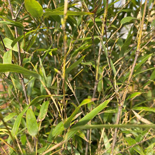 Phyllostachys nigra black bamboo image 1