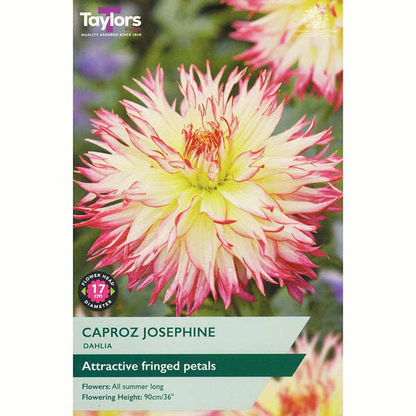 Dahlia ‘Caproz Josephine’ with Pink & Yellow Flowers (1 Tuber) image 0