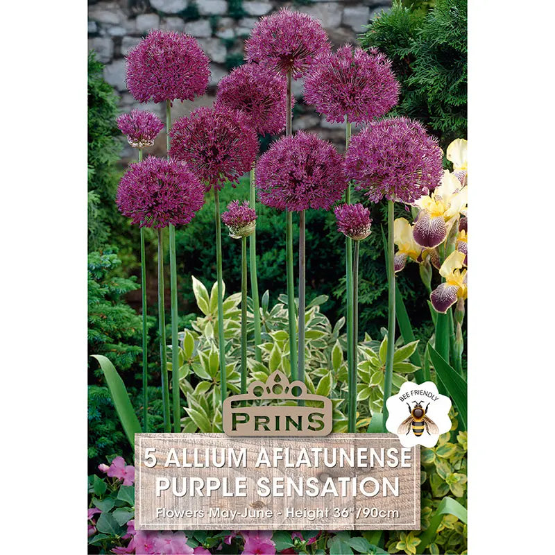 Allium 'Purple Sensation' (5 bulbs) image 0