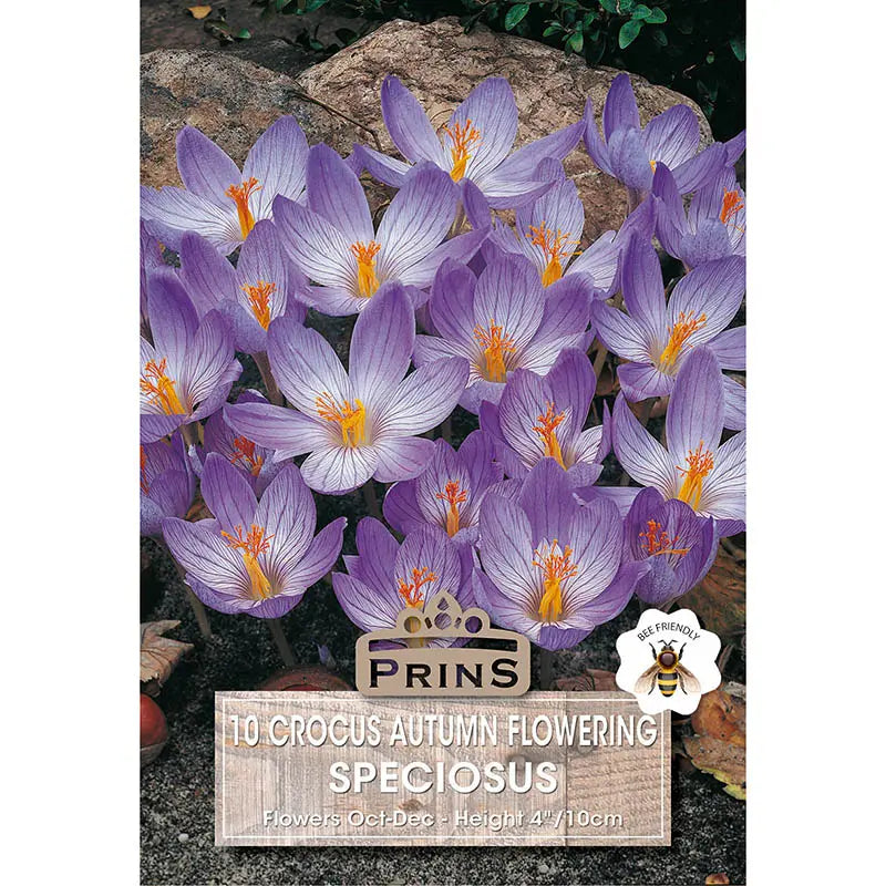 Crocus 'Speciosus' (10 bulbs) image 0