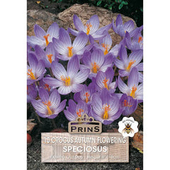 Crocus 'Speciosus' (10 bulbs) image 0