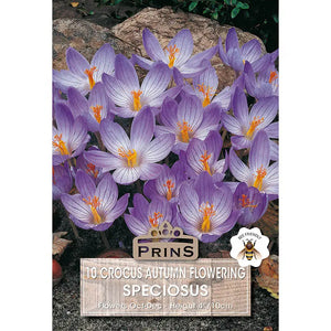 Crocus 'Speciosus' (10 bulbs) image 0