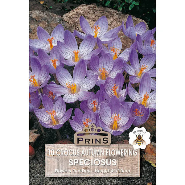 Crocus 'Speciosus' (10 bulbs) image 0
