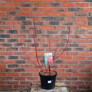 Cornus alba 'Sibirica' (3 litre pot) image 1