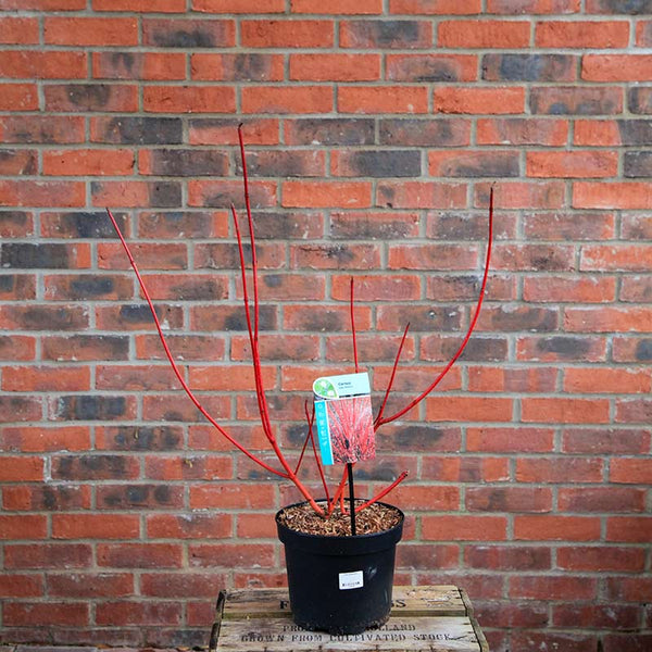 Cornus alba 'Sibirica' (3 litre pot) image 1