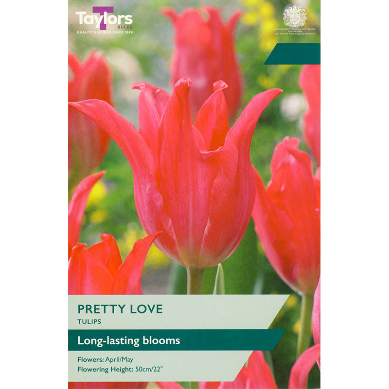 Tulip ‘Pretty Love’ (5 Bulbs) image 0