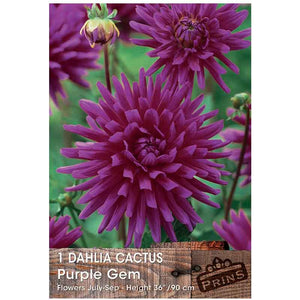 Dahlia Cactus 'Purple Gem' (1 Tuber) image 0
