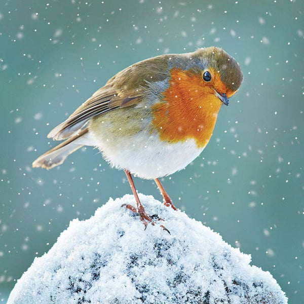 RSPB Small Square Christmas Cards - Robin Watching (Pack of 10) image 0