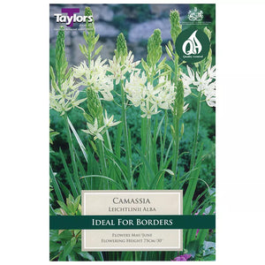 Camassia leichtlinii 'Alba' (3 bulbs) image 0