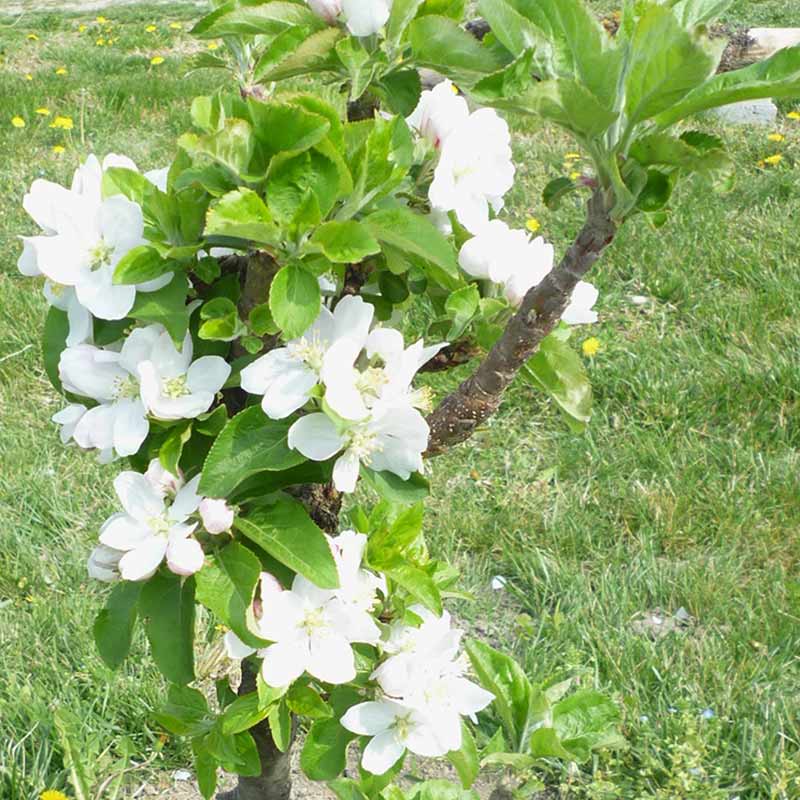 Malus ‘Hannah’ Dwarf Apple Tree (5.5-Litre Pot) image 0