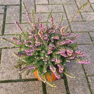 Erica x darleyensis 'Kramer's Rote' (Winter Heath) (2-Litre Pot) image 1