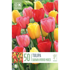 Tulip Darwin Hybrid 'Mixed Colours' (50 bulbs) image 0