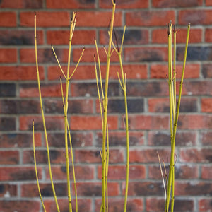 Cornus sericea 'Flaviramea' (3 litre pot) image 1