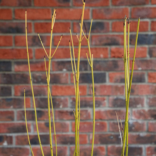 Cornus sericea 'Flaviramea' (3 litre pot) image 1