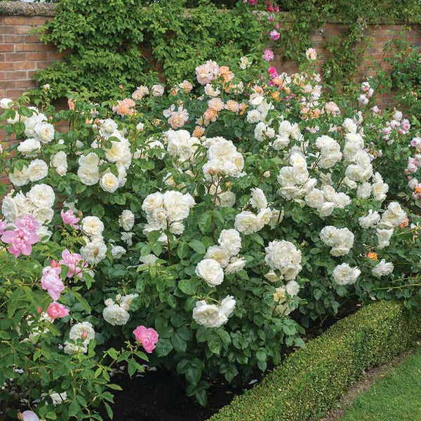 David Austin Tranquillity® English Shrub Rose (6-Litre Pot) image 2