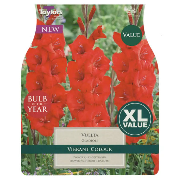 Gladioli 'Vuelta' (25 bulbs) image 0