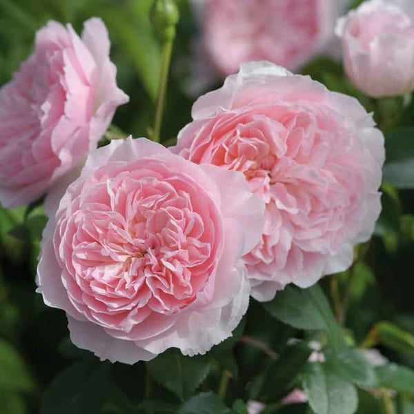 David Austin Wisley 2008® English Shrub Rose (6-Litre Pot) image 0