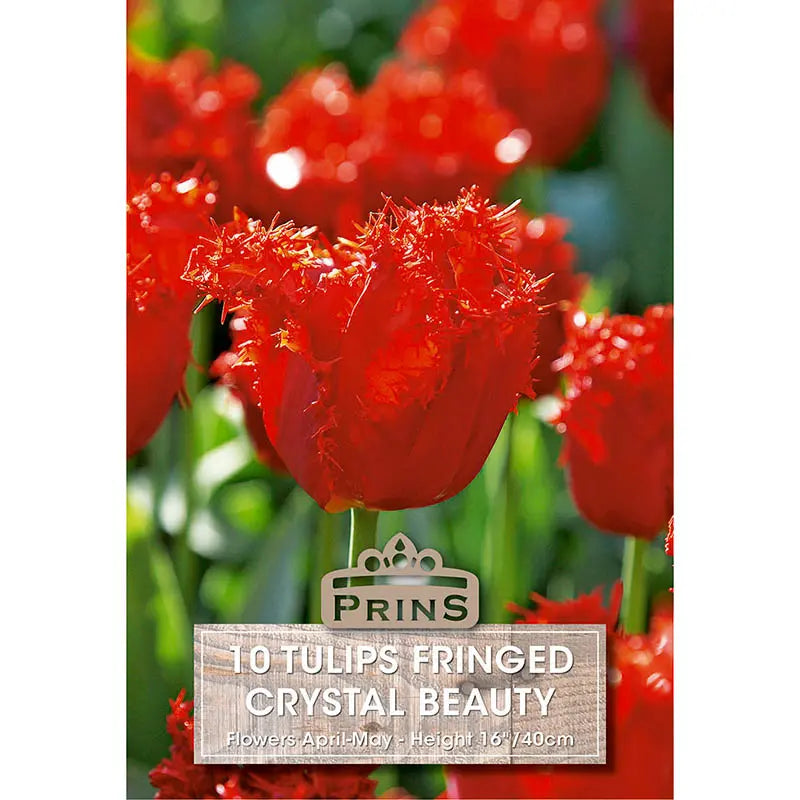 Tulip 'Crystal Beauty' (10 bulbs) image 0