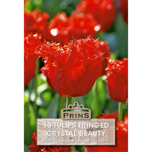 Tulip 'Crystal Beauty' (10 bulbs) image 0