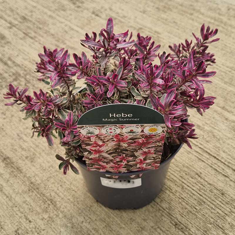 Hebe Magicolors ‘Magic Summer’ (2-Litre Pot) image 0