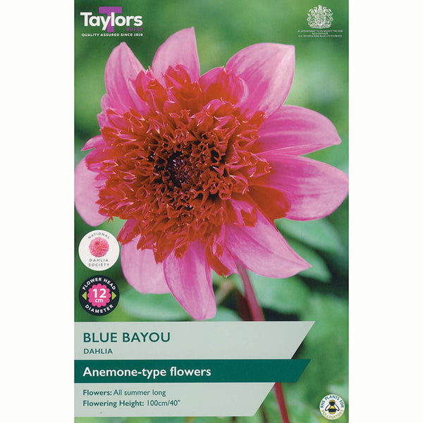Dahlia ‘Blue Bayou’ with Pink-Purple Flowers (1 Tuber) image 0