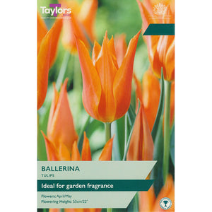 Tulip 'Ballerina' (5 bulbs) image 0