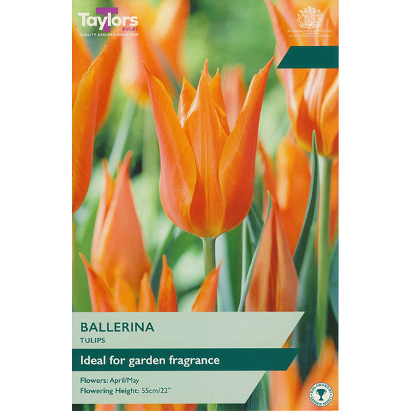 Tulip 'Ballerina' (5 bulbs) image 0